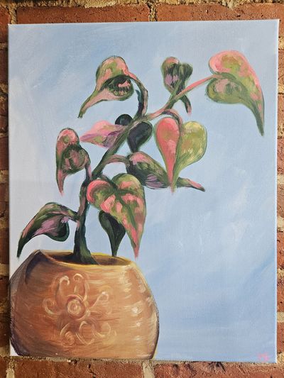 Pink Plant